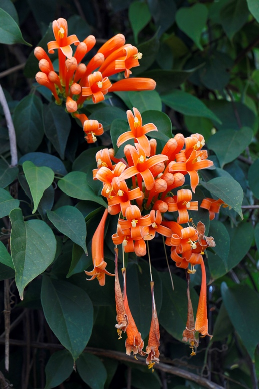 flame vine